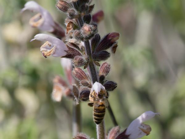 <h3><a href="/trips/kreta/biota/plantae/tracheophyta/magnoliopsida/lamiales/lamiaceae/salvia fruticosa/salvia fruticosa-nl.html">Salvia&nbsp;fruticosa</a> / Greek&nbsp;sage / Griekse&nbsp;salie</h3>OM-1 Mark II met OLYMPUS M.150-400mm F4.5, 1/2000 sec  bij F10.0, ISO 2000, afstand 2.03&nbsp;m
